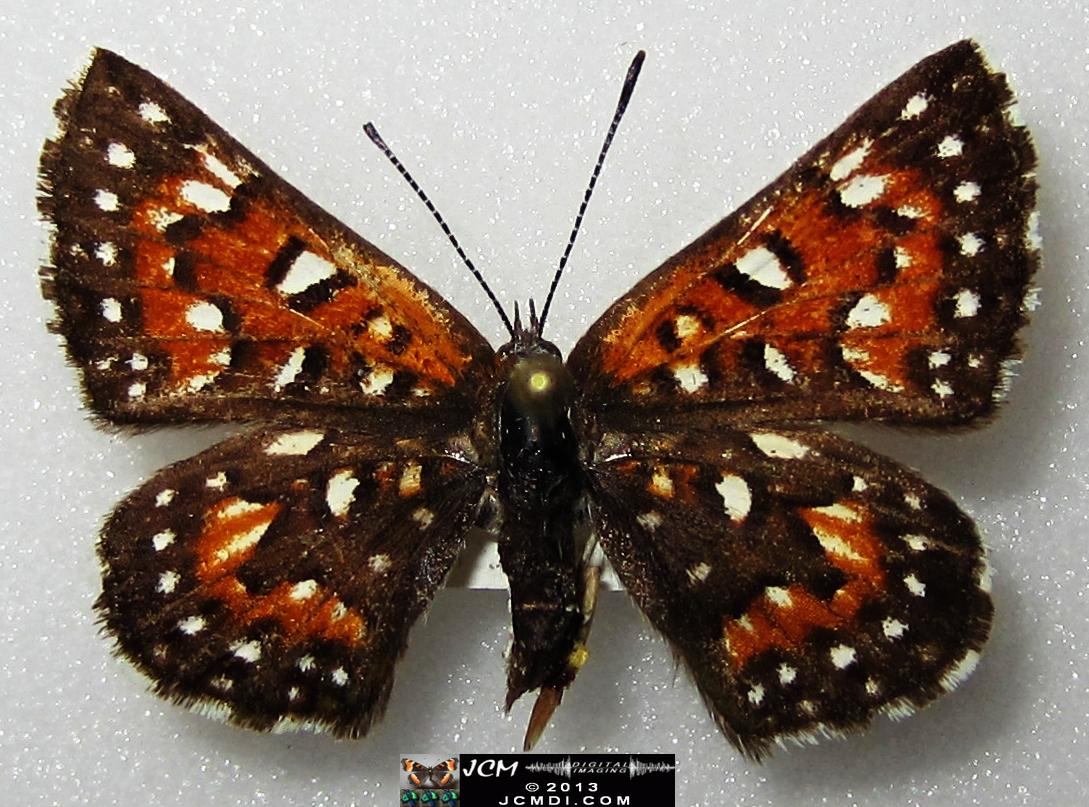 Apodemia mormo virguilti (Behr's Metalmark) images